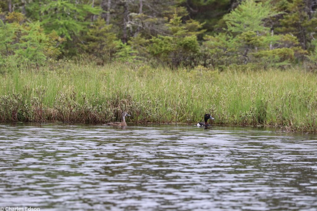 Maine Ducks just Ducking around.